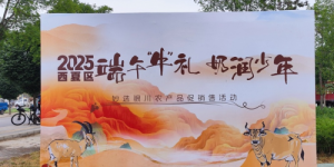 西夏区“端午‘牛’礼 奶润少年”农产品促销售活动圆满收官